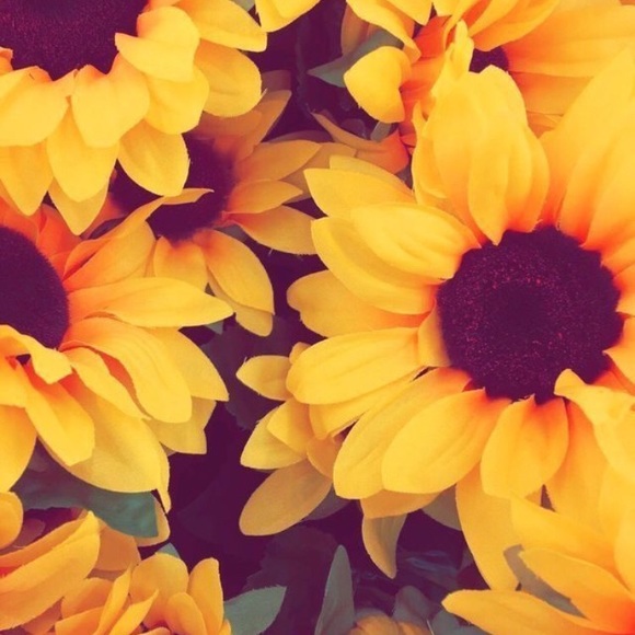 Meet your Posher, Domini - Picture 1 of 1